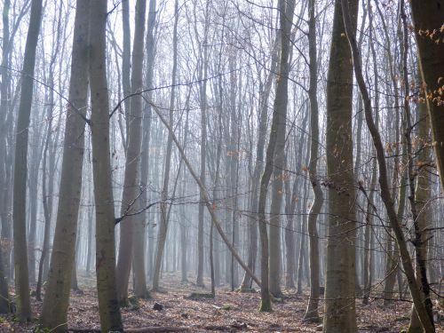 Forêt Verte Hétraie dans la brume -1