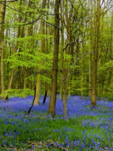 forêt verte, hêtraie.